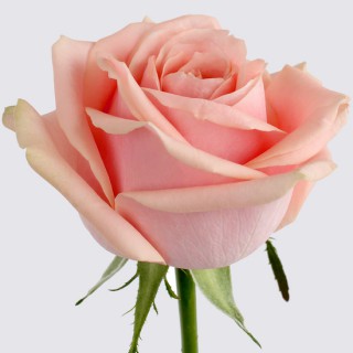 Роза персиковая "Карина"