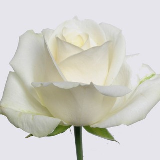 Роза белая "Аваланш"