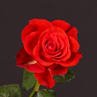 Роза красная "Эль Торро"