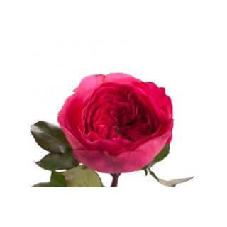 Роза пионовидная “Баронесса”