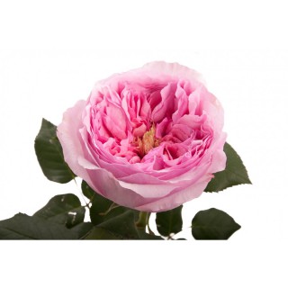Роза пионовидная “Кери”