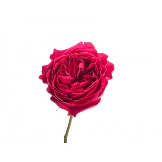 Роза пионовидная “Дарси”