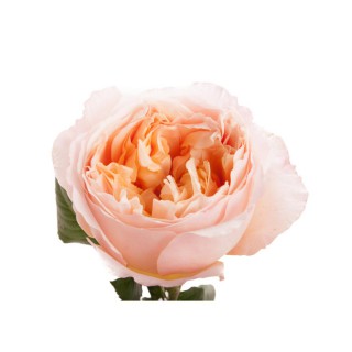 Роза пионовидная “Эдит”