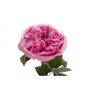 Роза пионовидная “Миранда”