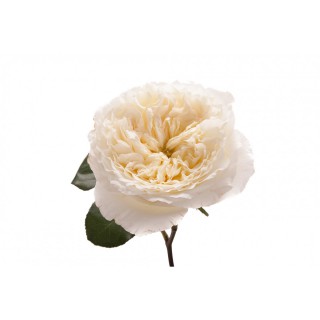 Роза пионовидная “Пейшенс”