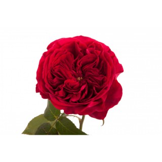 Роза пионовидная “Тесс”