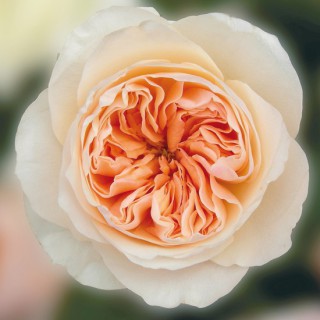 Роза пионовидная “Джулиет”