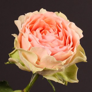 Роза пионовидная “Гравити”