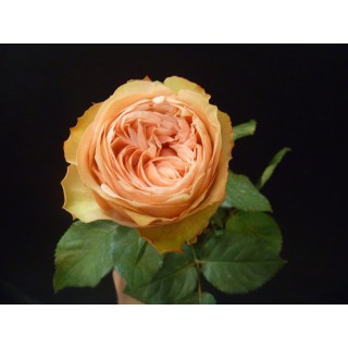 Роза пионовидная “Кахала”