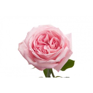 Роза пионовидная “Охара Пинк”