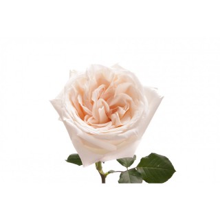 Роза пионовидная “Охара”