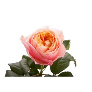 Роза пионовидная “Вувузела”