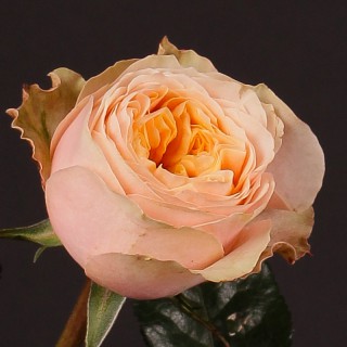 Роза пионовидная “Вувузела Пич”
